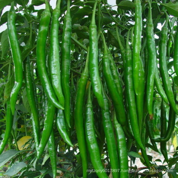 HP01 Qianman long F1 hybrid hot pepper/chilli seeds in vegetable seeds